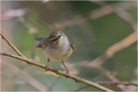 <p>BUDNÍČEK VĚTŠÍ (Phylloscopus trochilus) - Rychnov u Jbc. n. N. ---- /Willow warbler – Fitis/</p>